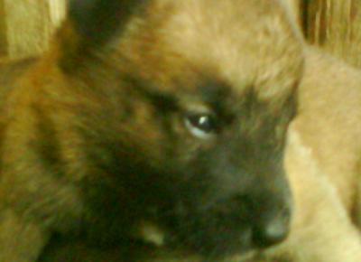 Eladó malinois (belga juhász) jelképes áron &amp;#8212; Kisvárda