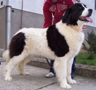 Landseer kölykök, kiskutyák