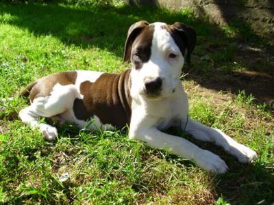 Amerikai staffordshire terrie