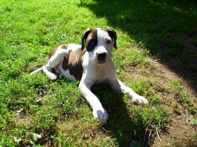 Amerikai staffordshire terrie