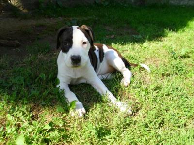 Amerikai staffordshire terrie