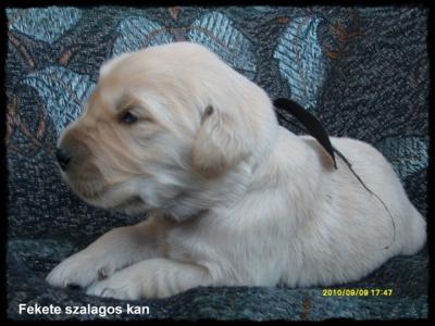 Golden retriever kölykök eladók 