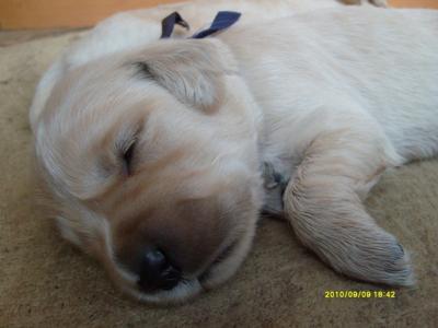 Golden retriever kölykök eladók 
