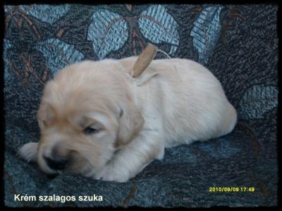 Golden retriever kölykök eladók 