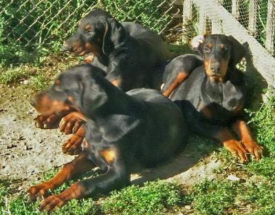 Eladó dobermann kiskutyák.