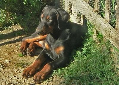 Eladó dobermann kiskutyák.