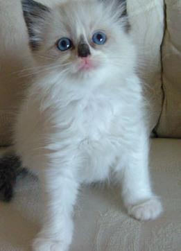 Ragdoll kiscicák