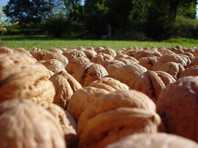 Dió oltvány eladó