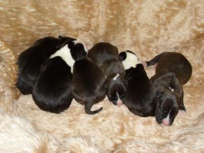 Amerikai staffordshire terrie