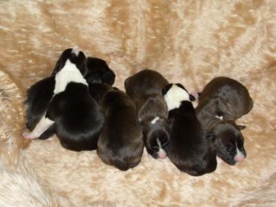 Amerikai staffordshire terrie