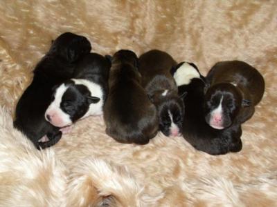 Amerikai staffordshire terrie