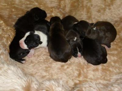 Amerikai staffordshire terrie