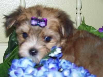 Morkie Xmas értékesítés