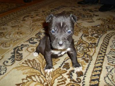 Amerikai staffordshire terrie