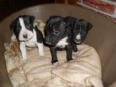 Amerikai staffordshire terrie