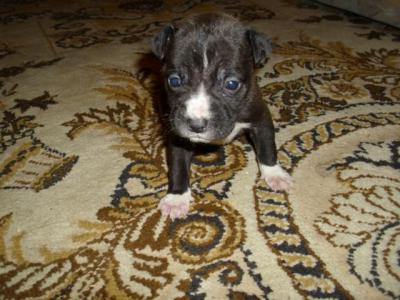 Amerikai staffordshire terrie