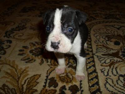 Amerikai staffordshire terrie