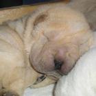 Sharpei kiskutyák