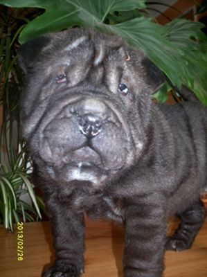 SHAR-PEI kislány