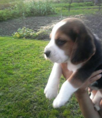 Eladó beagle kiskutya
