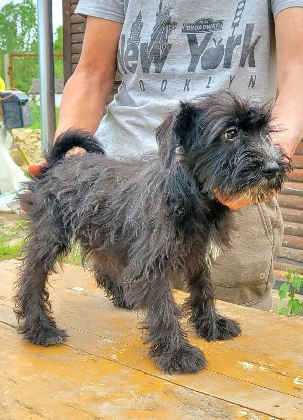 Törpe Schnauzer Kölykök