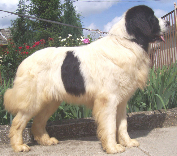 Landseer kölykök, kiskutyák
