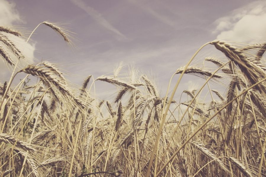 Aranykalászos gazda OKJ-s tanfolyam Budapesten