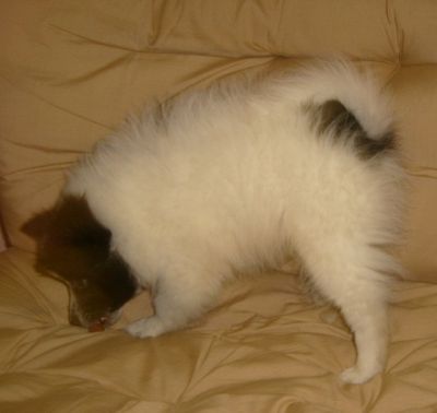 Eladó spitz kutyus