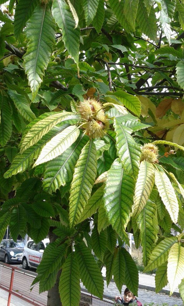 A gyógyulás weboldala: egészség gyógynövényekkel