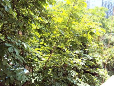 Városligeti fasorban eladó 3,5 szobás lakás