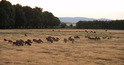 Kedvezményes vadászati lehetőség