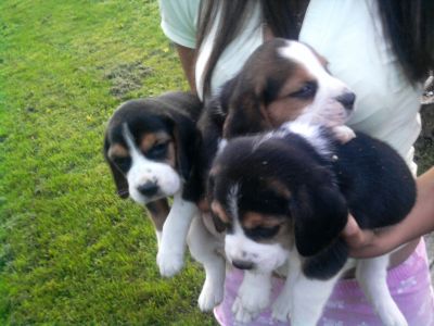 Eladó beagle kiskutya