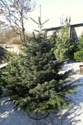 Karácsonyfa, fenyőfa vásár