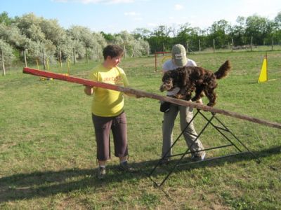 Agility pálya bérlés