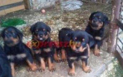 rottweiler kölykök eladók