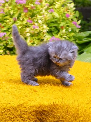 Perzsa kiscicák, kék, füst és fekete színekben, június végi elvitellel eladók, előjegyezhet!