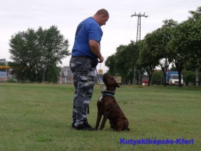 Kutyakiképzés Pest, Budapest, Kistarcsa, Nagytarcsa