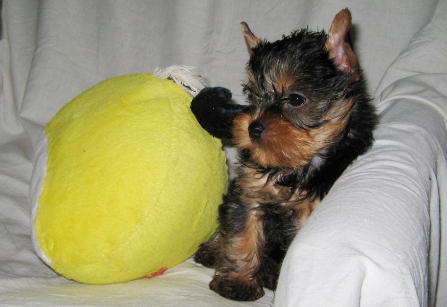 Mini yorki szuka