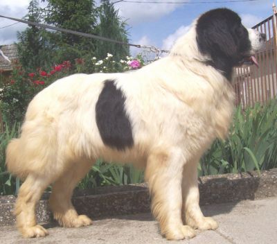 Landseer kölykök, kiskutyák