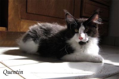 Maine Coon kiscicák kandúrok és nőstények minőségi tenyészetből eladók.