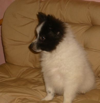 Eladó spitz kutyus