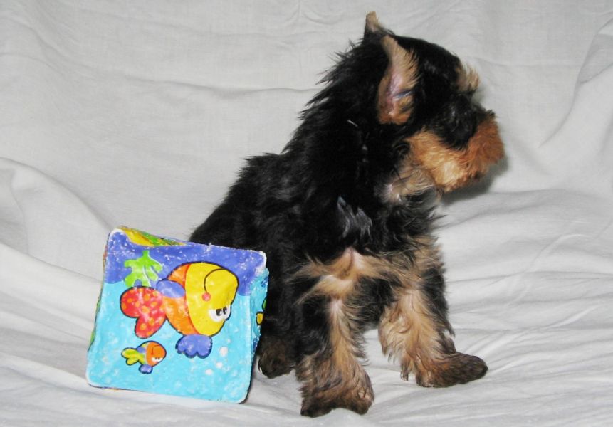 Mini yorki szuka