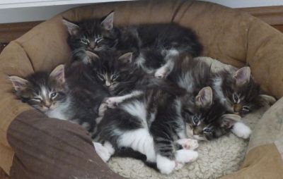 Gyönyörű maine Coon