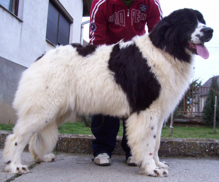 Landseer kölykök, kiskutyák