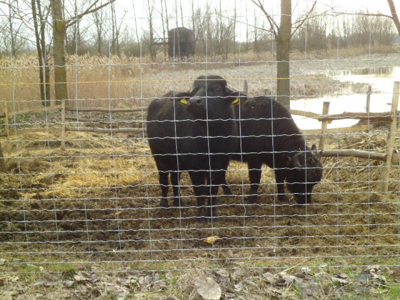 Vadháló,drótfonat,kerités,fa oszlop,épités