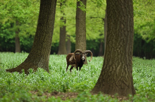 Kedvezményes vadászati lehetőség