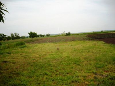 Tiszajenőn családi ház eladó