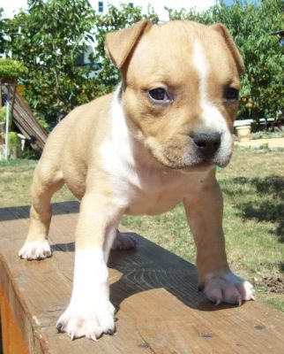 Amstaff kiskutyák eladók.