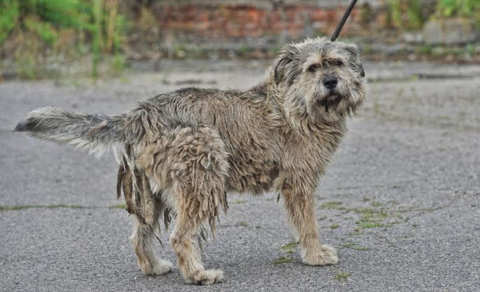 Kaukázusi keverék kan tanyát vagy telepet keres