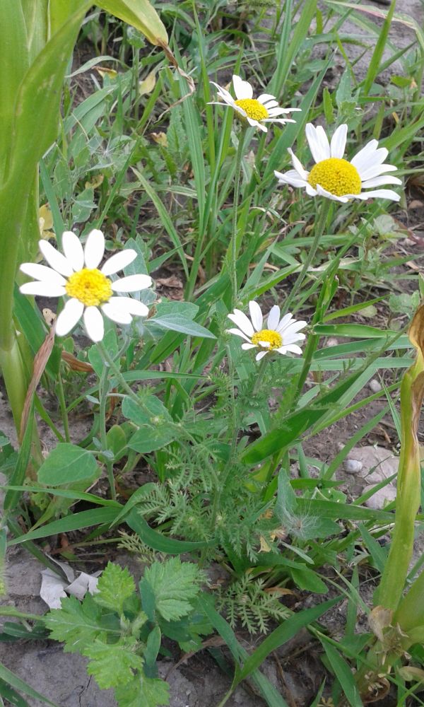 A gyógyulás weboldala